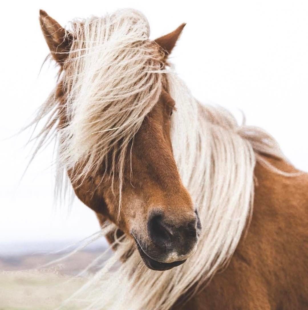 HORSE: HAIR CARE