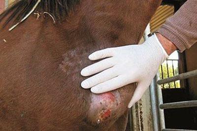 HORSE: WOUND CARE