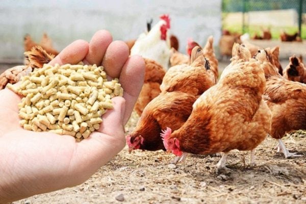 POULTRY: FEED