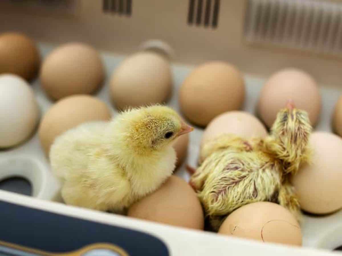 POULTRY: INCUBATION & EGGS