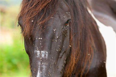 HORSE: FLY SPRAY, WIPES & TOPICAL