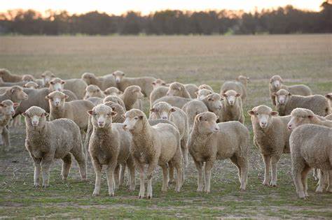 SHEEP: VITAMINS & SUPPLEMENTS