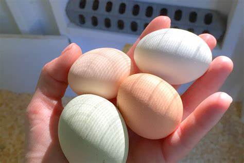 POULTRY: EGG SUPPLIES