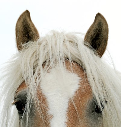 HORSE: EYE AND EAR CARE