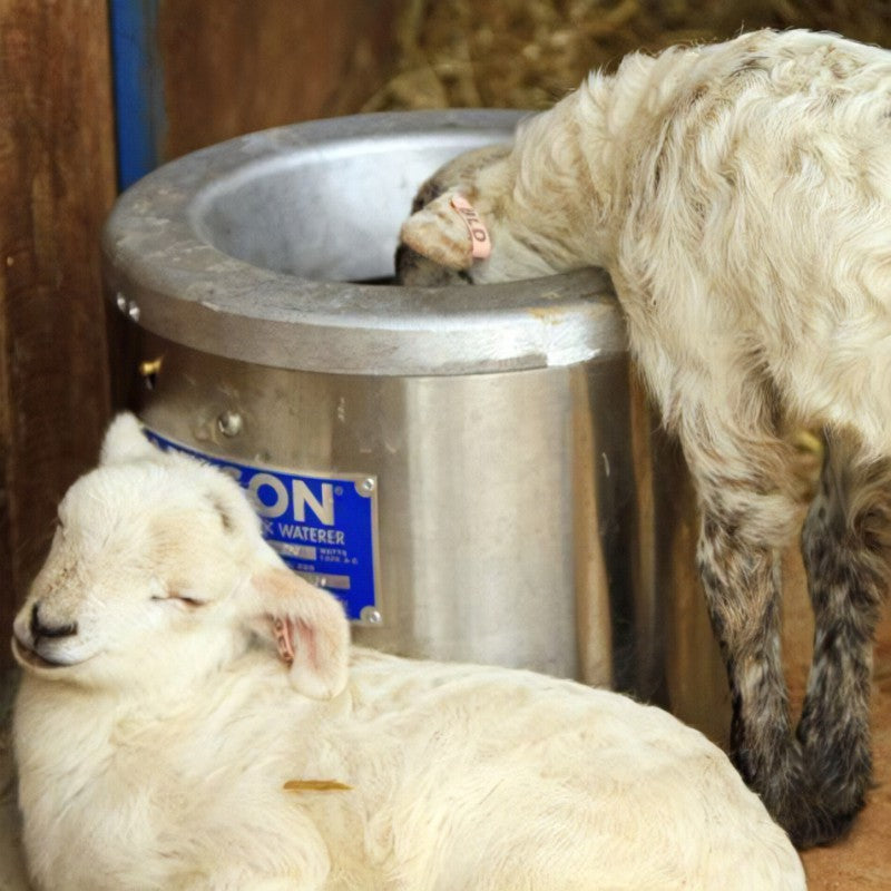 SHEEP: FEEDERS & WATERERS