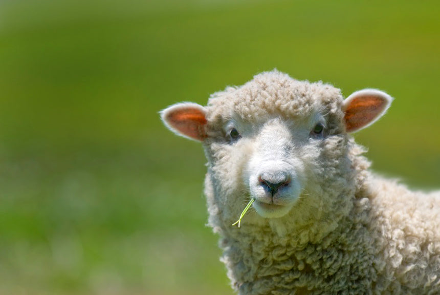 SHEEP: HEALTH & WELLNESS