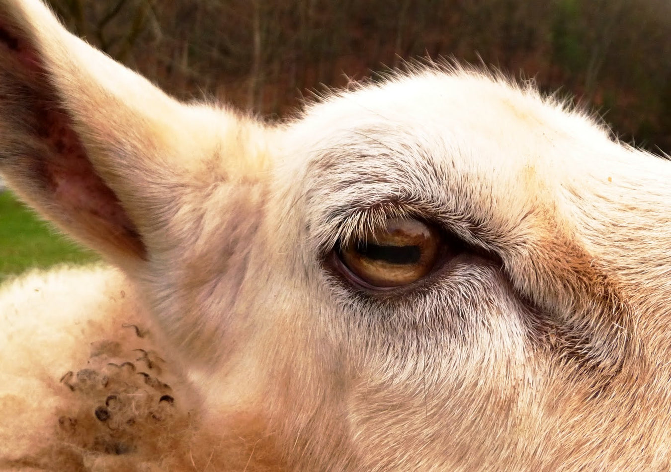 SHEEP: EYE & EAR CARE
