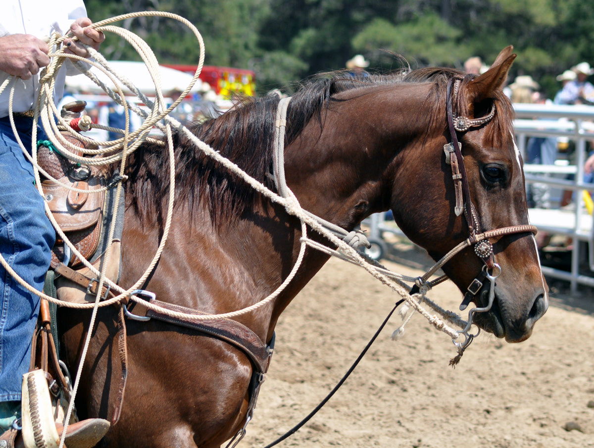 HORSE: ROPES & ROPING EQUIPMENT