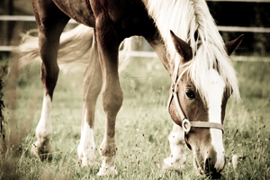 HORSE: VITAMINS & SUPPLEMENTS