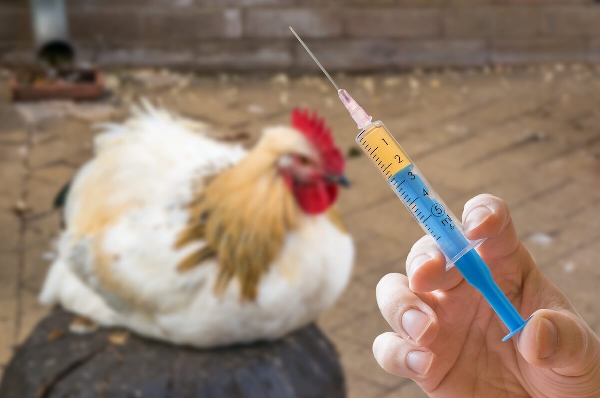 POULTRY: VACCINES