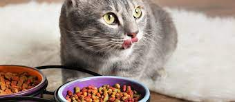 CATS: FOOD & TREATS