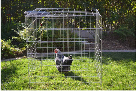 Square Chicken Cage - 40in X 40in X 40in (Cuadro grande)