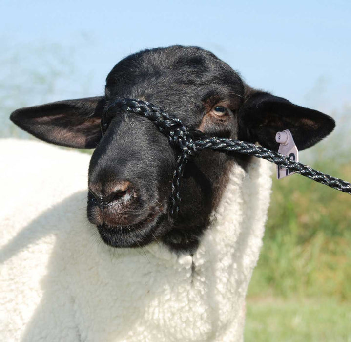 SHEEP HOLDING HALTER BLACK