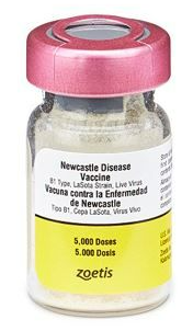 Newcastle Disease vaccine Lasota 5,000 dose
