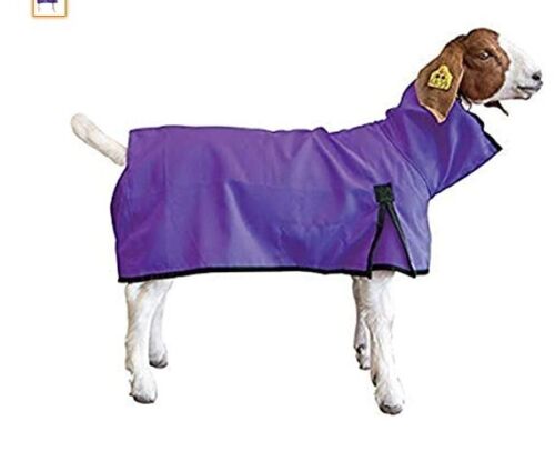 Goat Blanket Purple SM